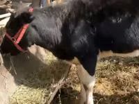 گاو ماده, Russian Black pied cattle — عکس 2