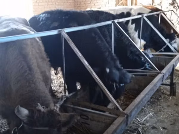 公牛, Cattle — 乌兹别克斯坦
