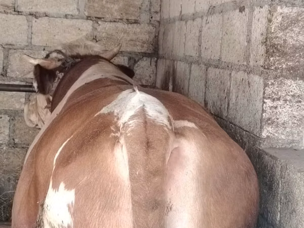 Cattle (batch, sex not specified), Simmental cattle — Azerbaijan