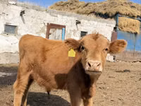 Taureau, Swiss cattle — photo 2