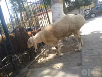 Ram, Dorper sheep — photo 2