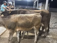 Sigir, Ukrainian Brown Dairy Cattle — 3-rasm