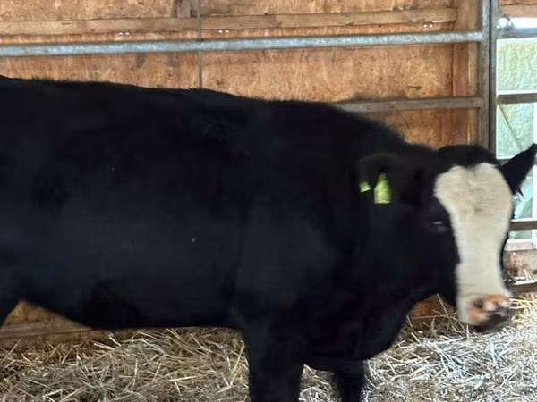 公牛, Cattle — 波兰