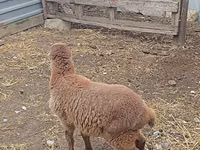Sheep, Sheep — photo 1