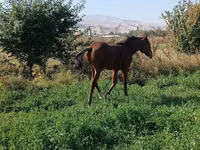 Άλογο, Άλογα — φωτογραφία 1