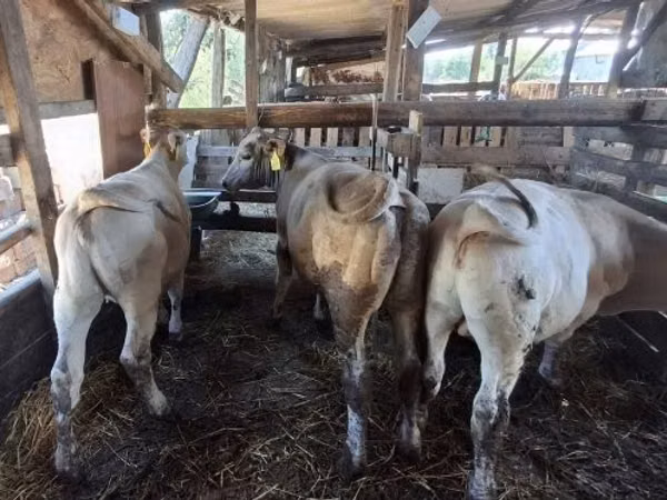 Lembu jantan, Holstein breed