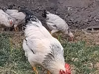 Chickens — الصورة 2