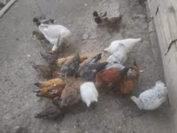 Chickens — รูปภาพ 1