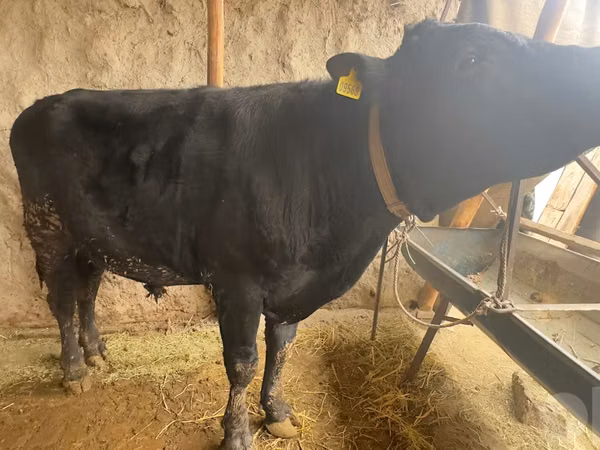 Bull, Aberdeen-Angus — Uzbekistan