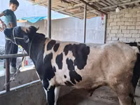 Dibi, Russian Black pied cattle — sawirka 6