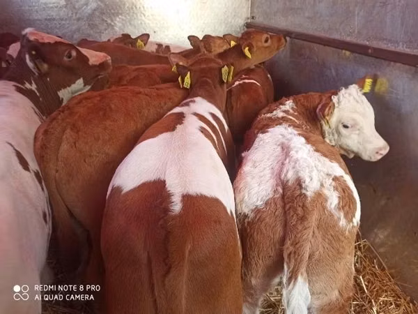 أبقار (دفعة، الجنس غير محدد), Simmental cattle