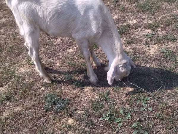 Billy Goat, Goats