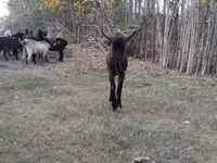 Goats (batch, sex not specified), Alpine goat — photo 1
