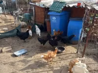 Chickens — عکس 4