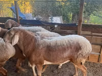 Ram, Arashan sheep — photo 8