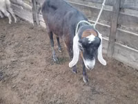 Goat, Nubian Goat — photo 2