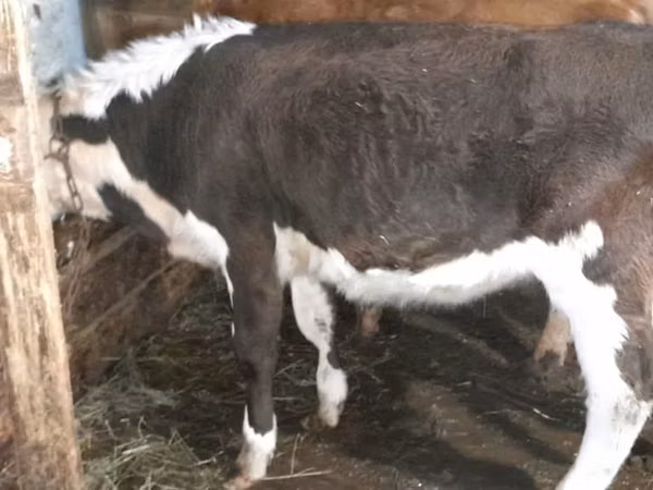 Vache, Simmental cattle — Kazakhstan