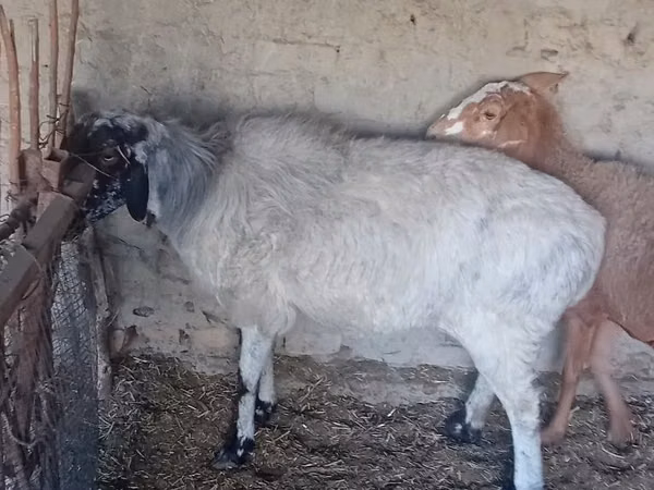 Sheep, Sheep — Uzbekistan