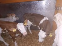 گاو نر, Simmental cattle — عکس 1
