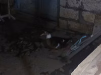 Ducks — foto 1
