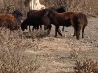 公牛, Cattle — 照片 6