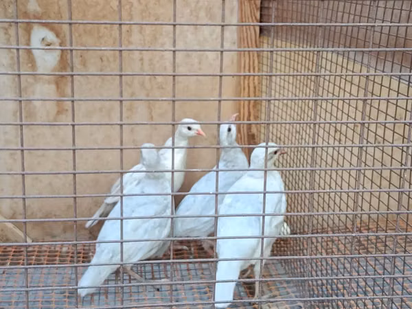 Quails — কিরগিজিস্তান