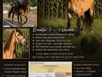 حصان, Rocky Mountain Horse — الصورة 1