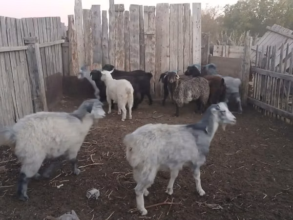 Mbuzi jike, Mbuzi — Kazakistani