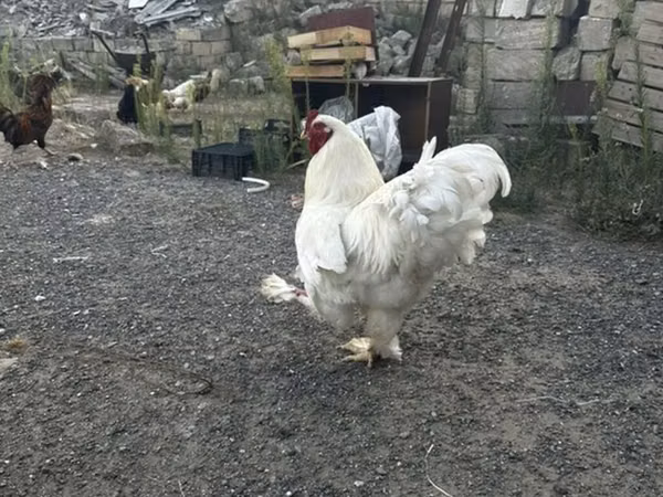 Chickens — Azerbejdżan