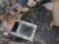 Schweine (Partie, Geschlecht nicht angegeben), Schweine — Foto 3
