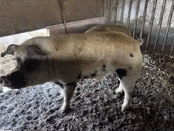 Boar,  — Hungary