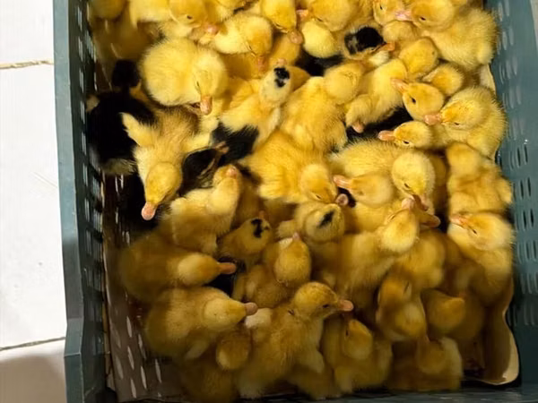 Ducks