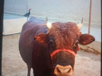 Toro, Bovini — foto 3