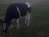 Cow, Russian Black pied cattle — photo 4