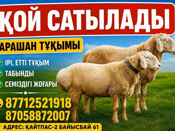 Ram, Arashan sheep