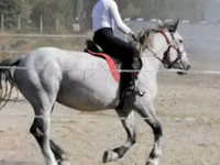 Mare, Horses — photo 1