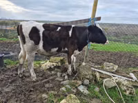 公牛, Cattle — 照片 1