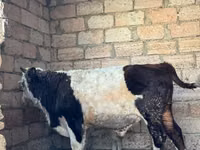 Bull, Kazakh White-headed cow — photo 2