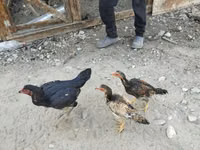Chickens — լուսանկար 2
