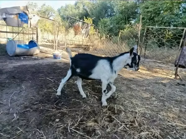 ፍየል, Goats