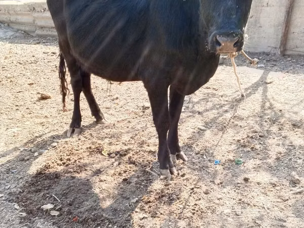 የጎትት አውራ በግ, Sheep — ኡዝቤኪስታን