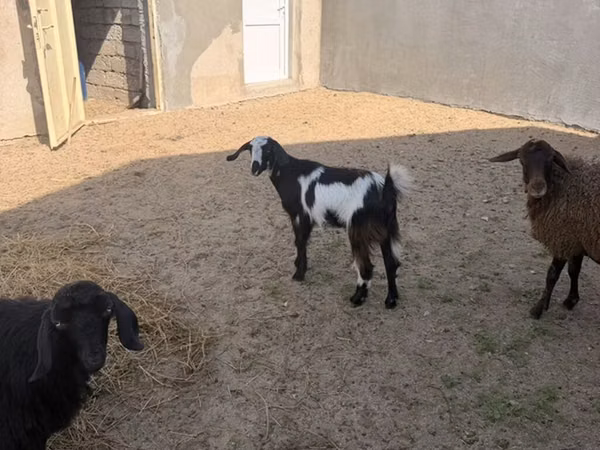 Goat, Alpine goat