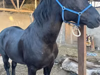 Horses (batch, sex not specified), Horses — photo 1