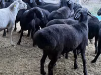 Ram, Hissar sheep — photo 2