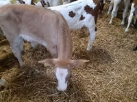सांड, Simmental cattle — फ़ोटो 3