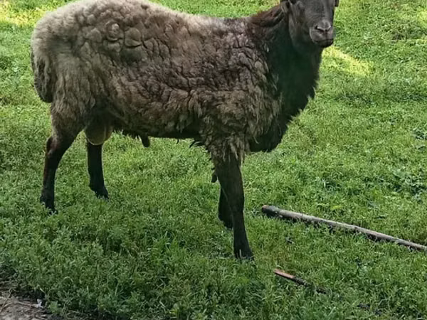 قوچ, گوسفند — جمهوری آذربایجان