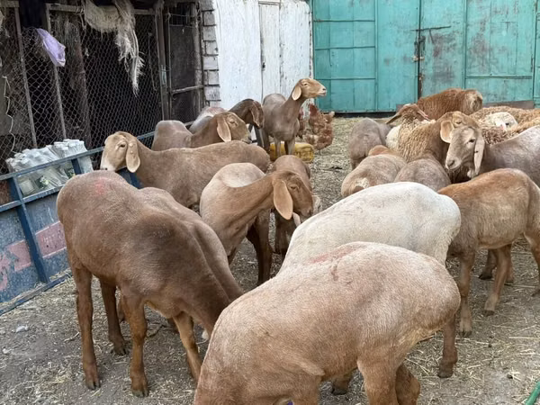 Cabra, Cabras