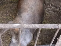 Säue, Schweine — Foto 1