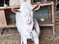 Billy Goat, Saanen goat — photo 1