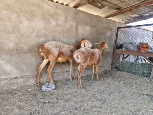 Sheep, Arashan sheep — Kyrgyzstan